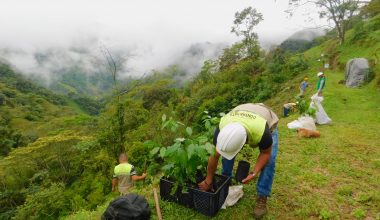 mineria verde